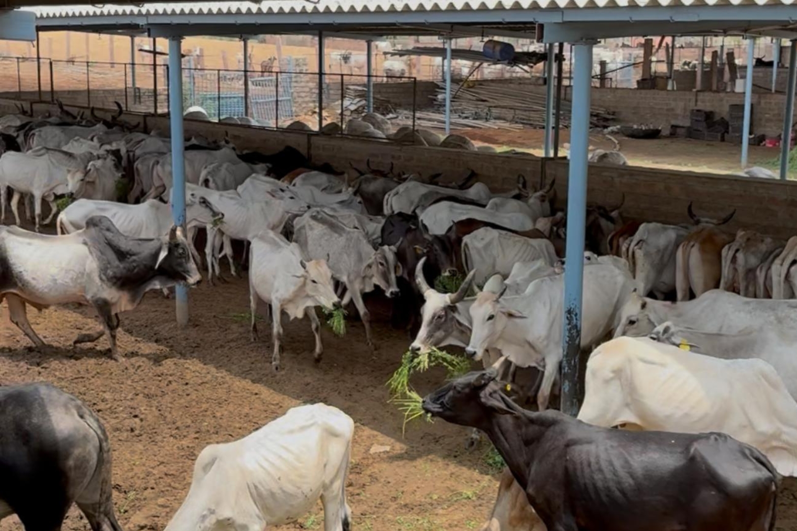 गौ सेवा